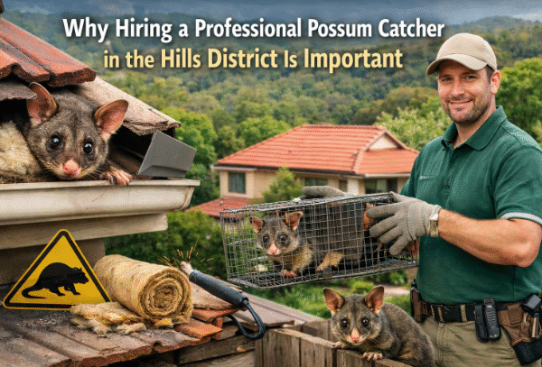 Why Hiring a Professional Possum Catcher in the Hills District Is Important