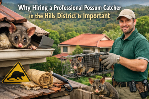 Why Hiring a Professional Possum Catcher in the Hills District Is Important