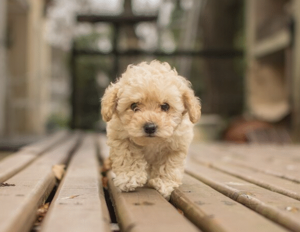 How to Find Goldendoodle Puppies Available Now Without Waiting Months