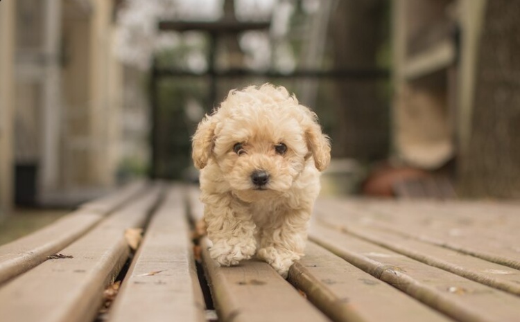 How to Find Goldendoodle Puppies Available Now Without Waiting Months